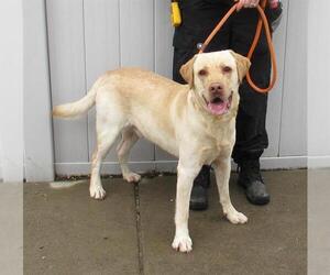 Labrador Retriever-Unknown Mix Dogs for adoption in Louisville, KY, USA