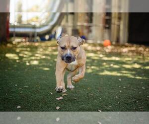American Pit Bull Terrier-Unknown Mix Dogs for adoption in Orlando, FL, USA