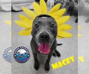 American Pit Bull Terrier-Unknown Mix Dogs for adoption in Arcadia, FL, USA