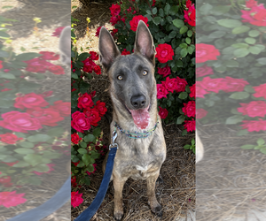 Holland Shepherd Dogs for adoption in Imlay City, MI, USA