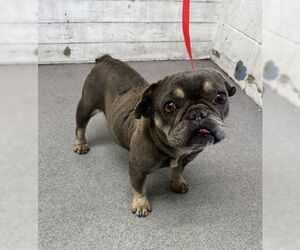 French Bulldog Dogs for adoption in San Bernardino, CA, USA