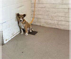 American Pit Bull Terrier-Unknown Mix Dogs for adoption in San Bernardino, CA, USA