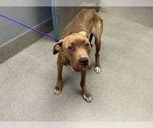 American Pit Bull Terrier-Unknown Mix Dogs for adoption in Las Vegas, NV, USA
