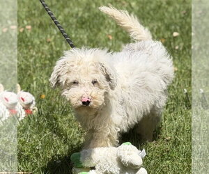 Mutt Dogs for adoption in Yardley, PA, USA