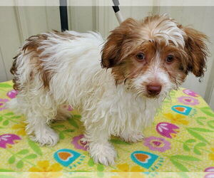 Havanese Dogs for adoption in Mountain View, MO, USA