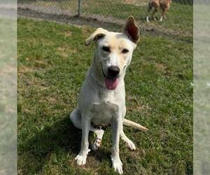 Labrador Retriever Dogs for adoption in Conroe, TX, USA