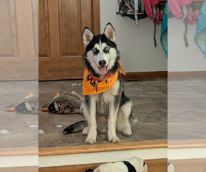 Siberian Husky-Unknown Mix Dogs for adoption in Aurora, CO, USA