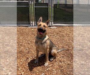 German Shepherd Dog Dogs for adoption in Rohnert Park, CA, USA