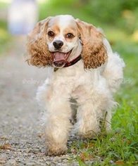 Cocker Spaniel Dogs for adoption in Potomac, MD, USA