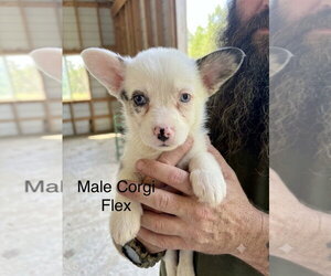Mutt Dogs for adoption in Studio City, CA, USA