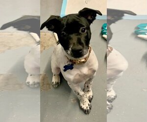 Mutt Dogs for adoption in Minneapolis, MN, USA