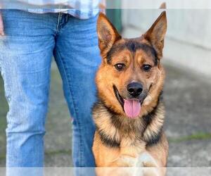 German Shepherd Dog-Unknown Mix Dogs for adoption in Santa Rosa, CA, USA