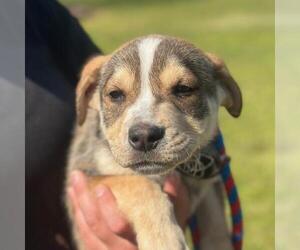 Labrador Retriever-Unknown Mix Dogs for adoption in Yardley, PA, USA