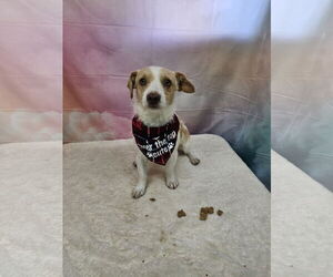 Mutt Dogs for adoption in Metairie, LA, USA