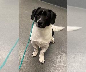 Basset Hound-Collie Mix Dogs for adoption in Glen Allen, VA, USA