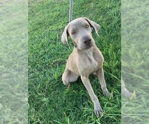 Unknown-Weimaraner Mix Dogs for adoption in Dallas, TX, USA