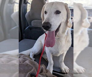 Basset Hound-Unknown Mix Dogs for adoption in Deepwater, NJ, USA