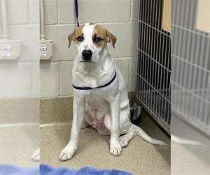 Lab-Pointer Dogs for adoption in Grand Prairie, TX, USA