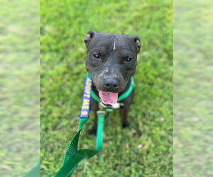 American Pit Bull Terrier Dogs for adoption in Charlotte, NC, USA