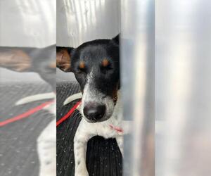 Chihuahua-Unknown Mix Dogs for adoption in Corpus Christi, TX, USA