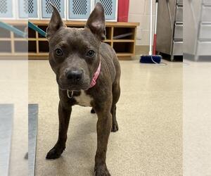 American Staffordshire Terrier-Unknown Mix Dogs for adoption in Grand Prairie, TX, USA