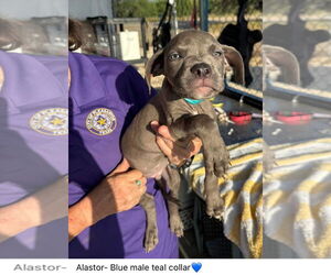 American Pit Bull Terrier Dogs for adoption in Pleasanton, TX, USA