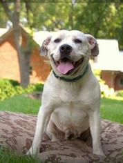 Medium Photo #1 American Bulldog-Unknown Mix Puppy For Sale in Warwick, RI, USA