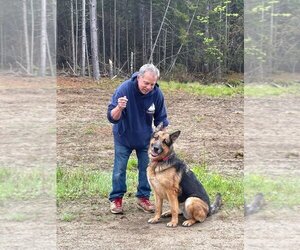 German Shepherd Dog Dogs for adoption in Searsmont, ME, USA