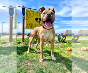 American Pit Bull Terrier Dogs for adoption in Bridgewater, NJ, USA