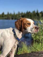Brittany Dogs for adoption in Negaunee, MI, USA