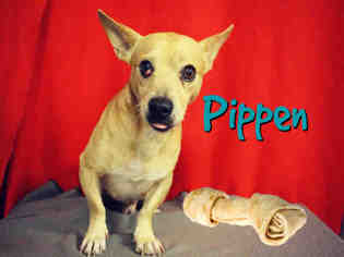 Chiweenie Dogs for adoption in Sugar Land, TX, USA