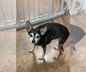 Miniature Pinscher Dogs for adoption in Bolivar, MO, USA