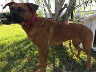 Boxer Dogs for adoption in Rosenberg, TX, USA