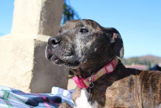 American Pit Bull Terrier-Unknown Mix Dogs for adoption in  Ramona, CA, USA