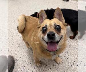 Chihuahua Dogs for adoption in Brighton, CO, USA