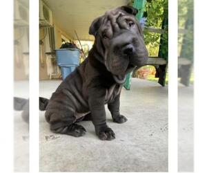Chinese Shar-Pei Dogs for adoption in Fort Lauderdale, FL, USA