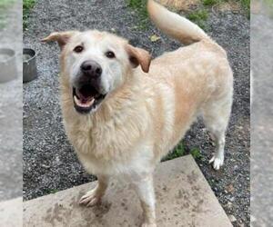 Golden Retriever Dogs for adoption in Potomac, MD, USA