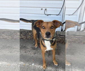 Mutt Dogs for adoption in Boston, MA, USA