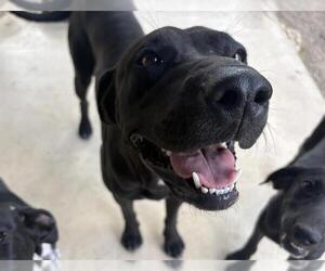 Pointer-Unknown Mix Dogs for adoption in San Antonio, TX, USA