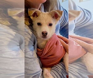 Medium Photo #1 Chihuahua-Unknown Mix Puppy For Sale in Holly Springs, NC, USA