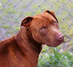 Mutt Dogs for adoption in Oxford, NC, USA