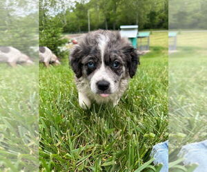 Australian Shepherd-Unknown Mix Dogs for adoption in Aurora, IN, USA