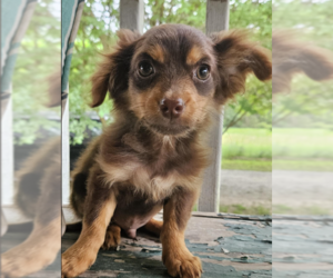 Chihuahua-Unknown Mix Dogs for adoption in Cranston, RI, USA
