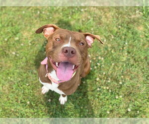Mutt Dogs for adoption in Fort Wayne, IN, USA
