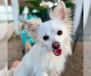 Papillon-Unknown Mix Dogs for adoption in Canton, CT, USA