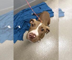 American Pit Bull Terrier-Unknown Mix Dogs for adoption in Las Vegas, NV, USA