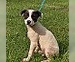Beagle Dogs for adoption in HOPKINSVILLE/PRINCETON, KY, NH, USA