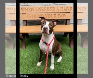 Staffordshire Bull Terrier Dogs for adoption in Chino Valley, AZ, USA