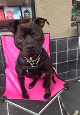 Staffordshire Bull Terrier Dogs for adoption in Richmond, CA, USA