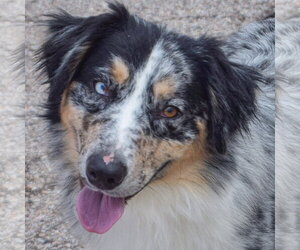 Australian Shepherd Dogs for adoption in Huntley, IL, USA